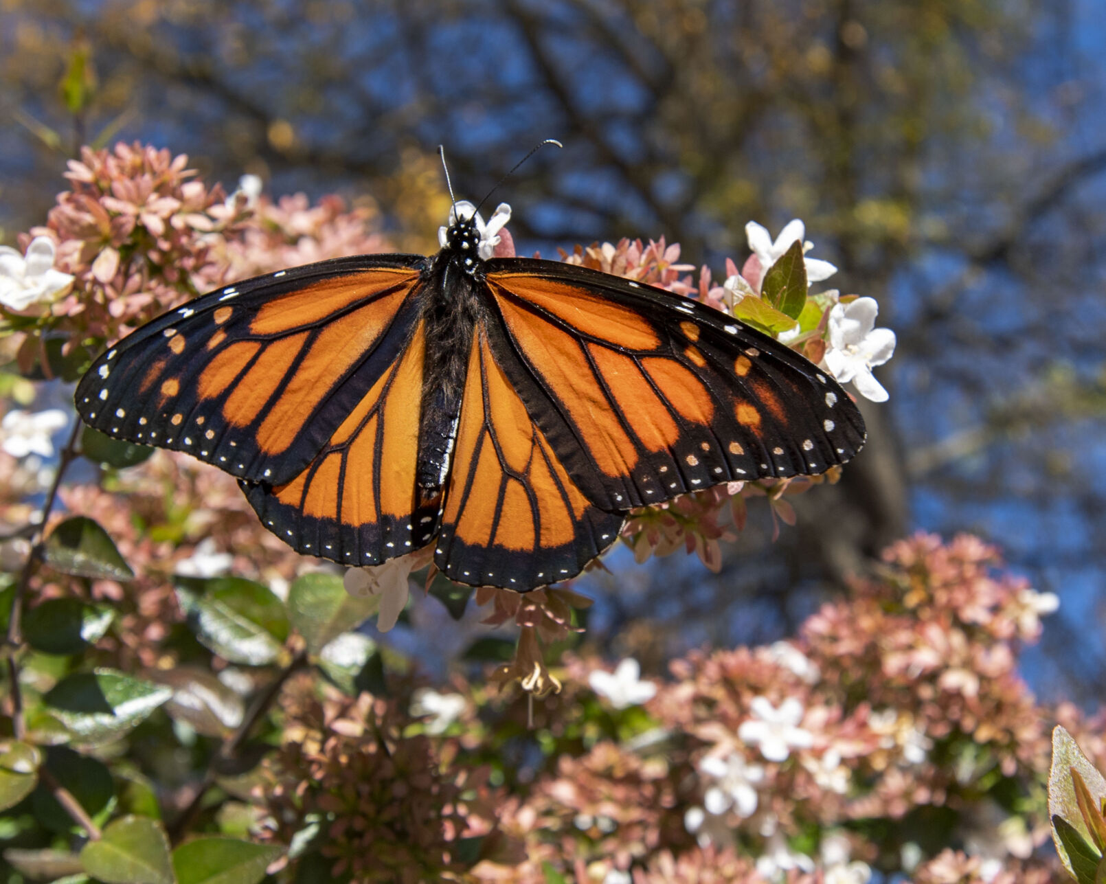 Fall Butterfly